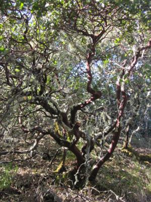 Giant Manzanita tree