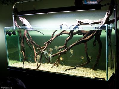 Manzanita Aquarium Arrangement