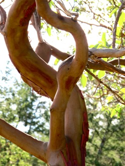 Arbutus Tree, Madrona Tree, Madrone Tree, Wood Craft Gifts