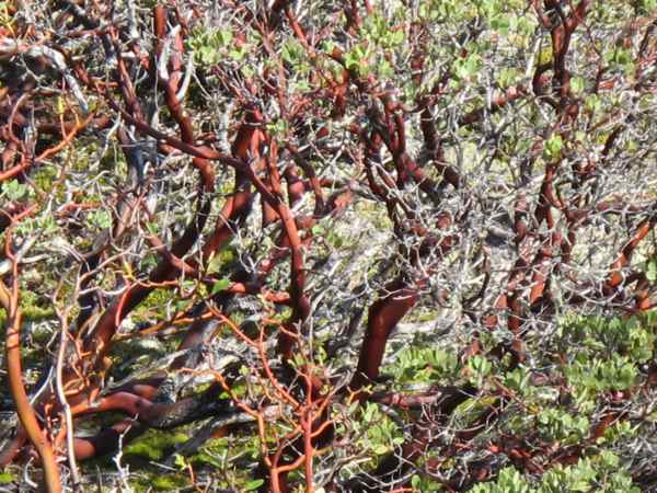 Manzanita-tree