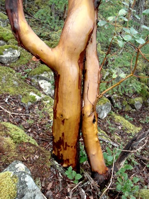 arbutus-tree