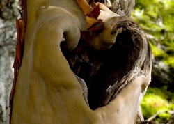 sacred-trees sacred-trees