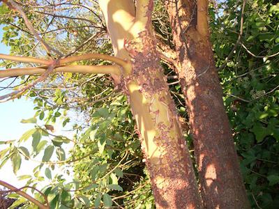 arbutus1