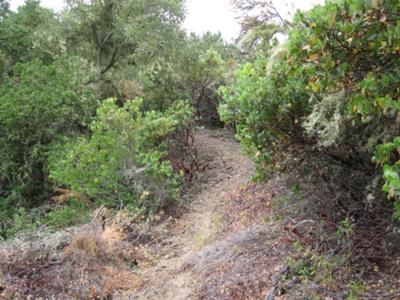 Manzanita trees