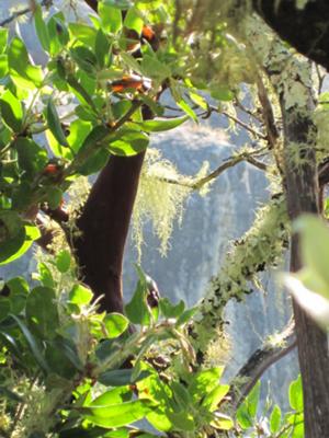 Manzanita trees