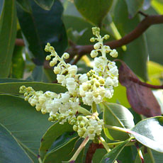 Arbutus_flower_blossoms