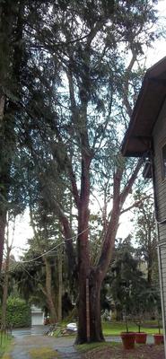 Full view of Madrone tree with 8' 2x4 for scale