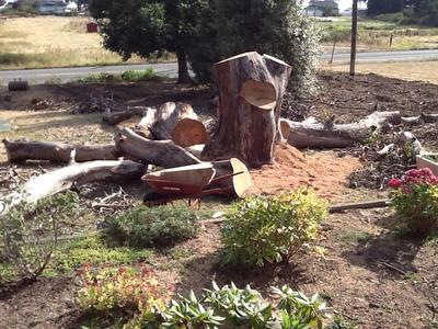 dead arbutus wood