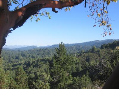 Madrone view