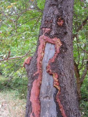 Madrone tree 2