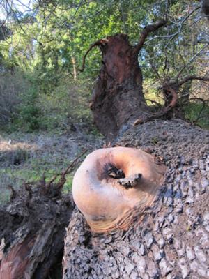 Madrone tree protrusion