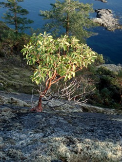 madrone_tree_clinging_to_cliff