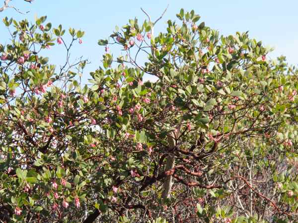 Manzanita-tree