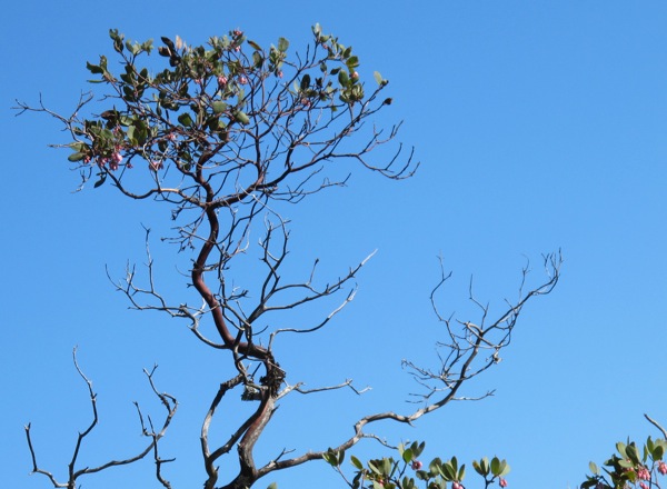 manzanita-tree