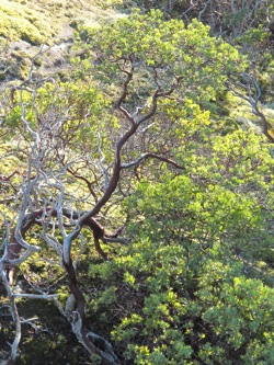 manzanita-tree