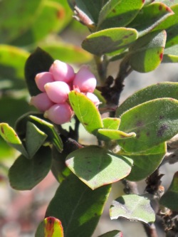 manzanita_tree_flowers