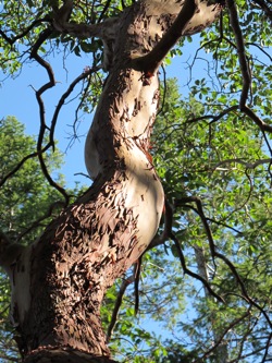Madrone Tree