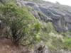 Manzanita trees