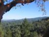 Madrone view