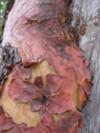 Madrone tree 1