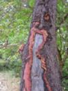 Madrone tree 2