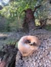 Madrone tree protrusion