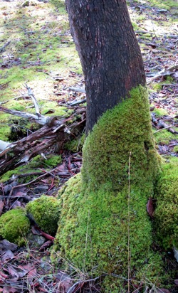 Madrona_Tree_mossy_burl