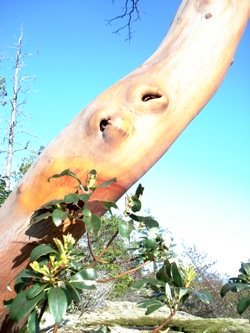 Madrona_tree_trunk