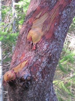 Madrona_tree_trunk