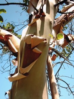 Madrone_Tree_bark