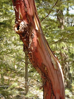 Madrone_tree_trunk