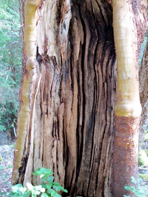 arbutus-tree