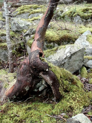 arbutus tree