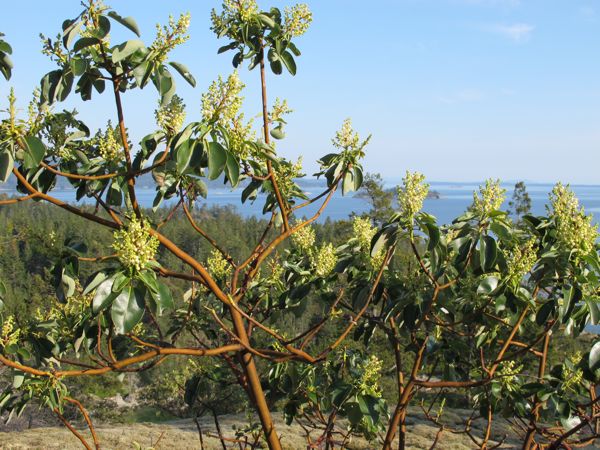 arbutus-flowers