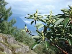 arbutus_flower_new_buds