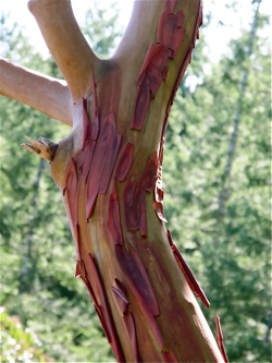 arbutus tree bark