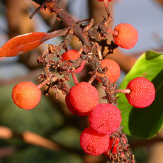 Arbutus / Madrone_berries