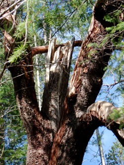 broken_branch_arbutus_tree