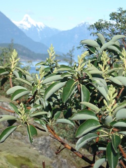 Arbutus-Tree flowers