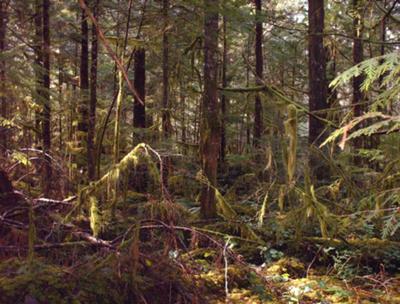 Cortes Island rainforest