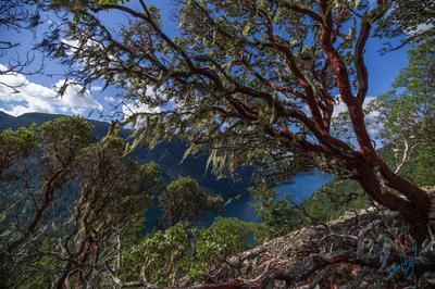 Strawberry Tree at the East Side