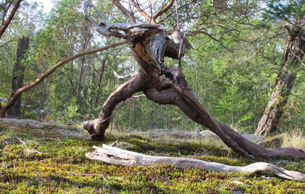 Arbutus-Tree