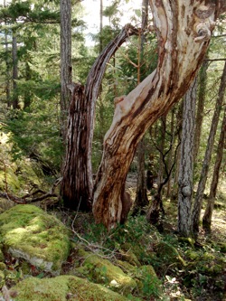 dead_arbutus_trees