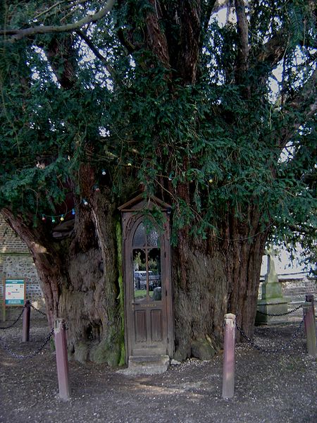 european_yew_tree