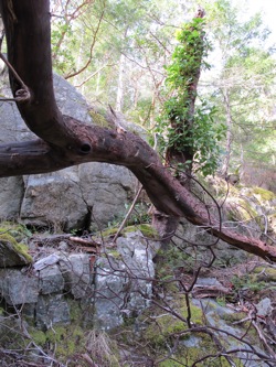 fallen_madrone_branch