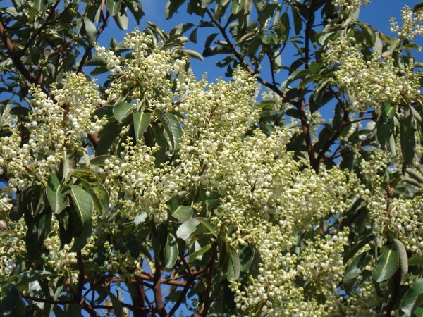 full_bloom_arbutus_flowers