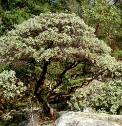 giant_manzanita_tree