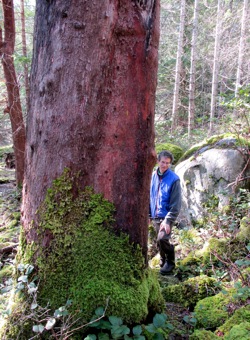 Arbutus-Tree