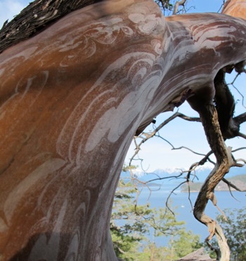 Madrone_tree_trunk