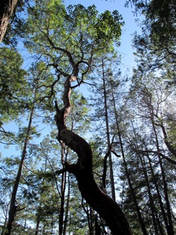 madrone_tree_reaching_sun